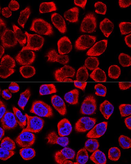 ERK1/2 Antibody - Azide and BSA Free
