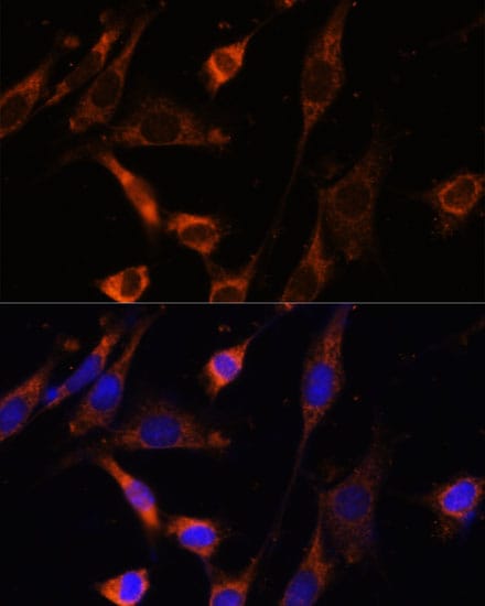 Creatine kinase MT 1B Antibody - Azide and BSA Free