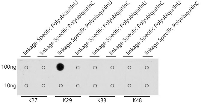 Poly-Ubiquitin Antibody - K29 Linkage - Azide and BSA Free