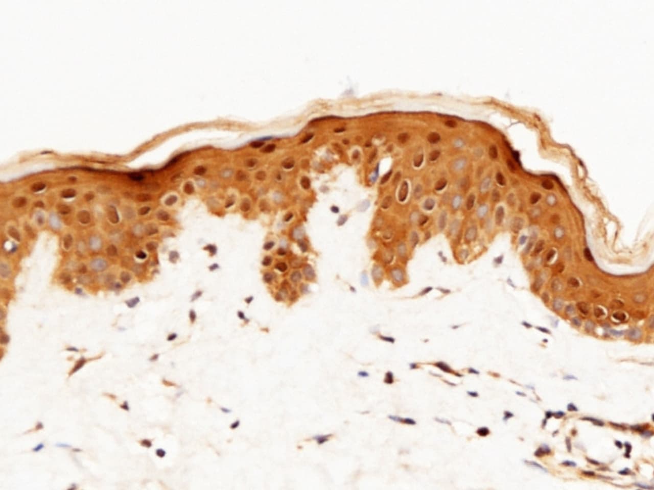 Caspase-14 Antibody (001) - Azide and BSA Free