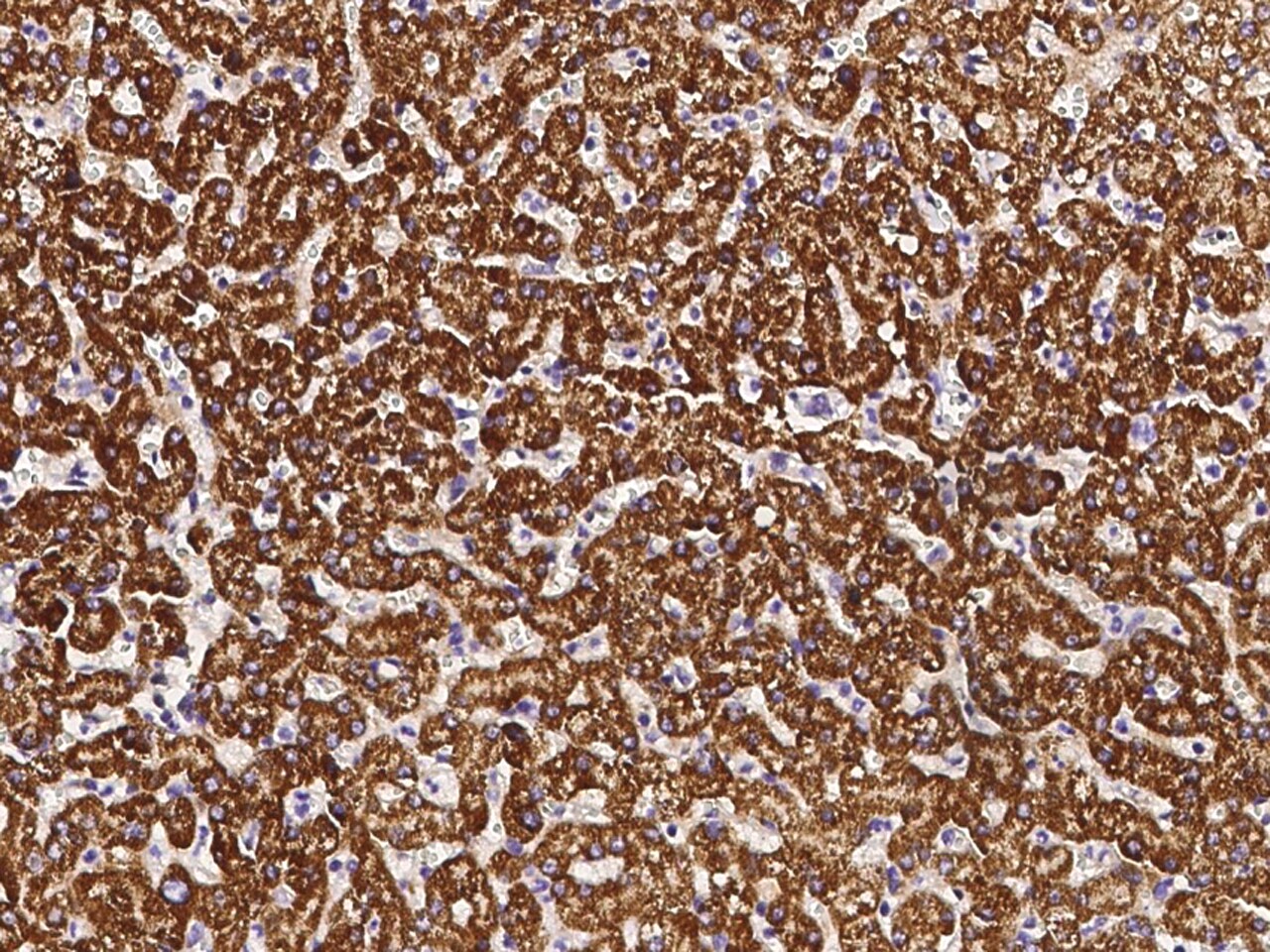 IRE1 alpha Antibody (10B2B2) - Azide and BSA Free
