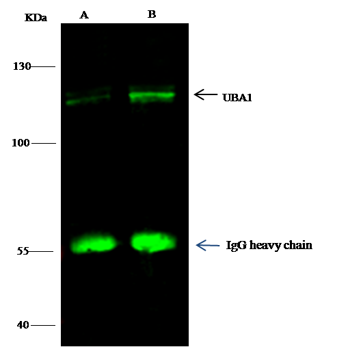 Ubiquitin-activating Enzyme/UBE1 Antibody (05) - Azide and BSA Free