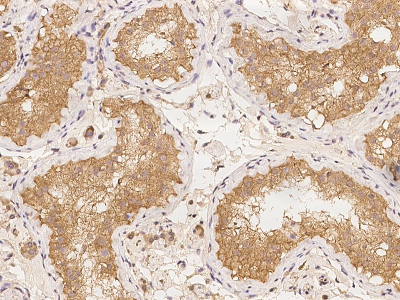 LRRC50 Antibody - BSA Free