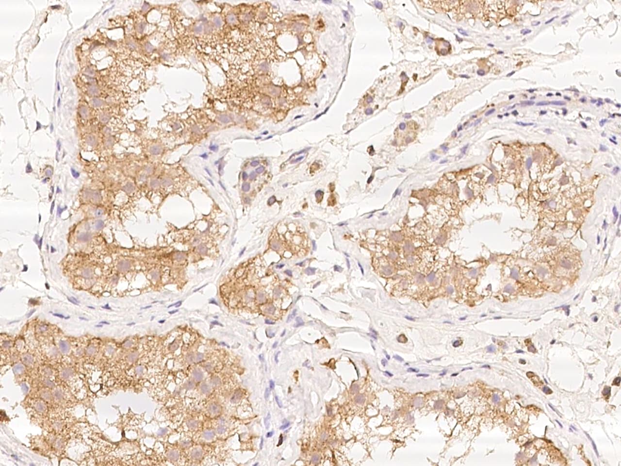 PDP3 Antibody - BSA Free
