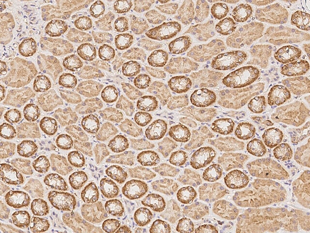 PDP3 Antibody - BSA Free