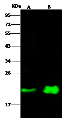 NRAS Antibody (06) - Azide and BSA Free