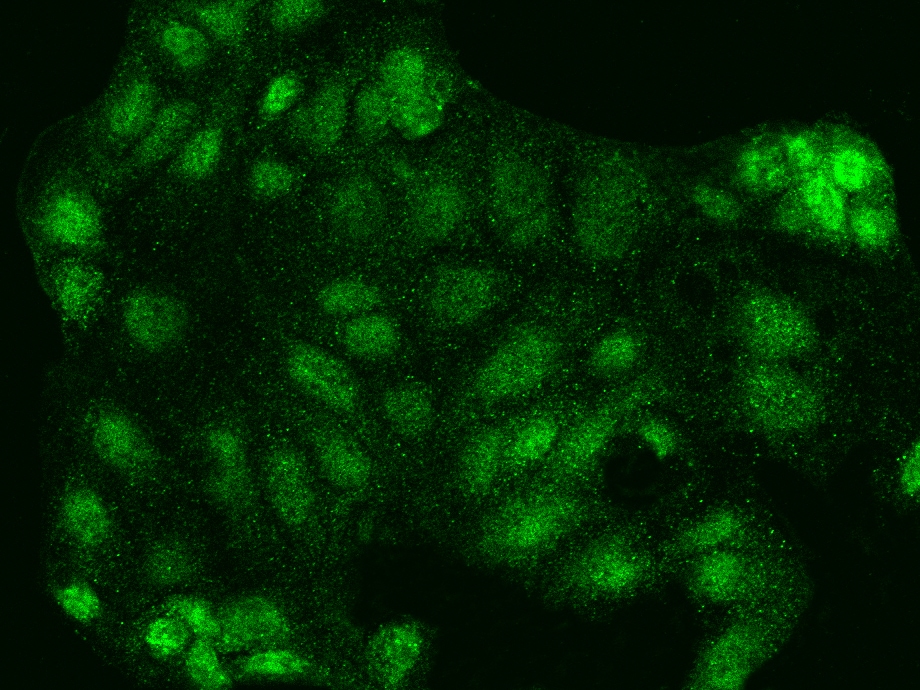 NRF3 Antibody - BSA Free