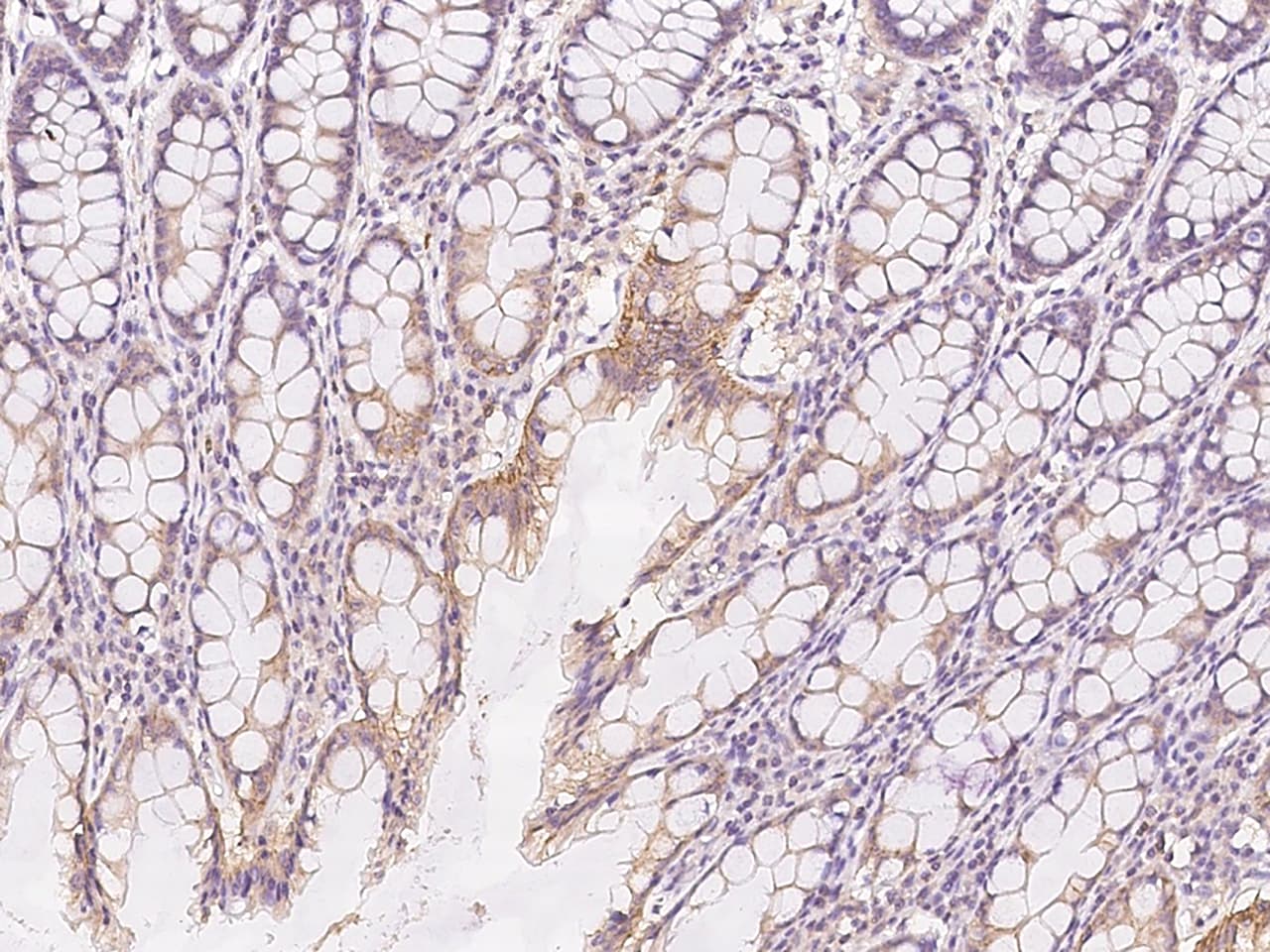 RGL4 Antibody - BSA Free