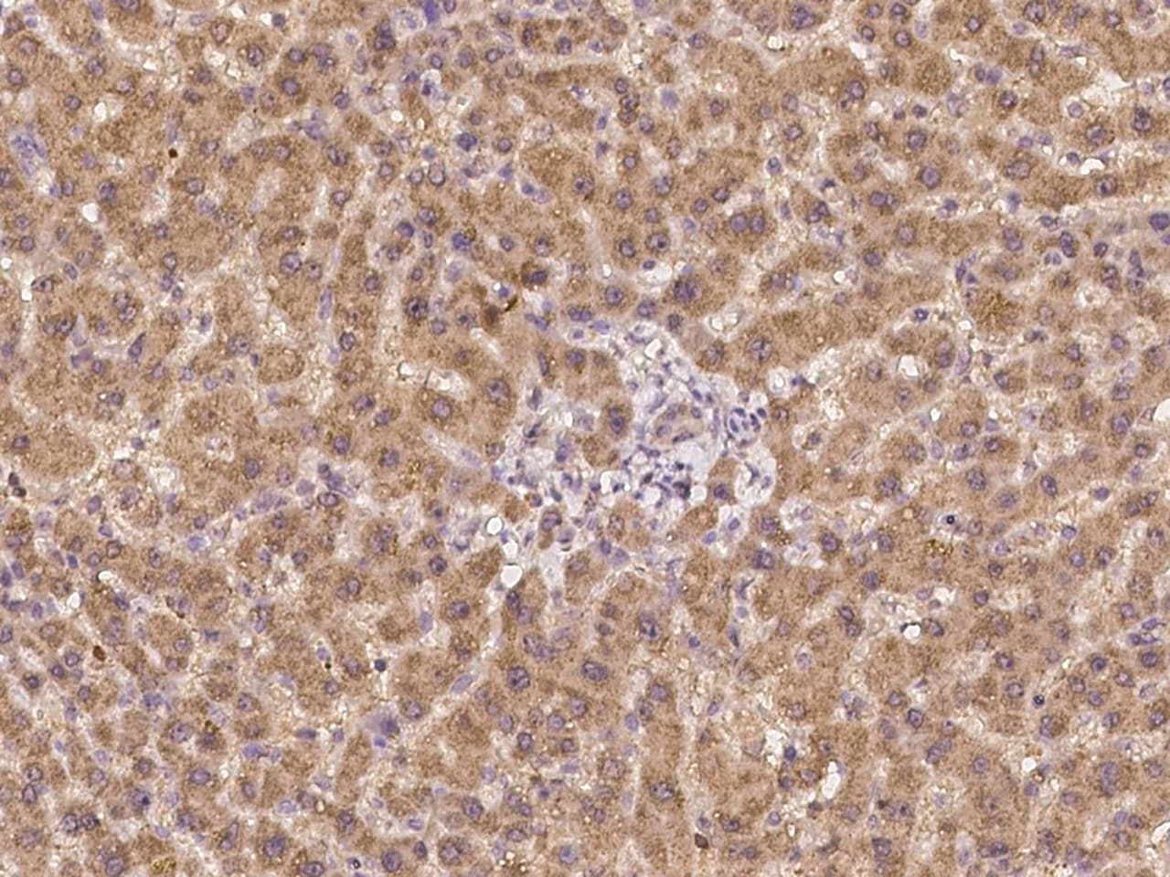 Ceruloplasmin Antibody - BSA Free