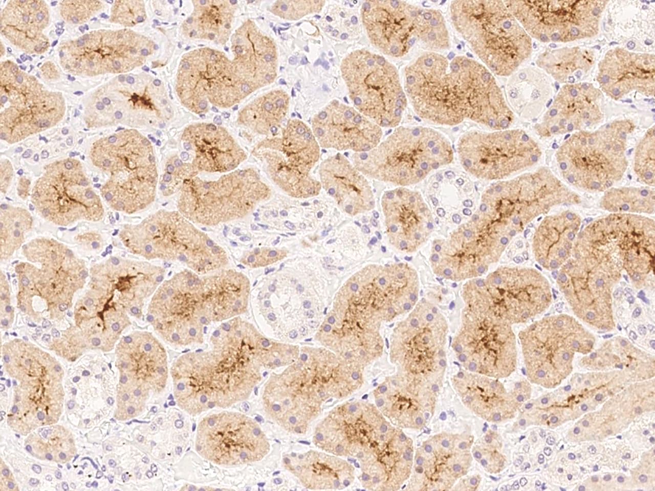 OR4C15 Antibody - BSA Free