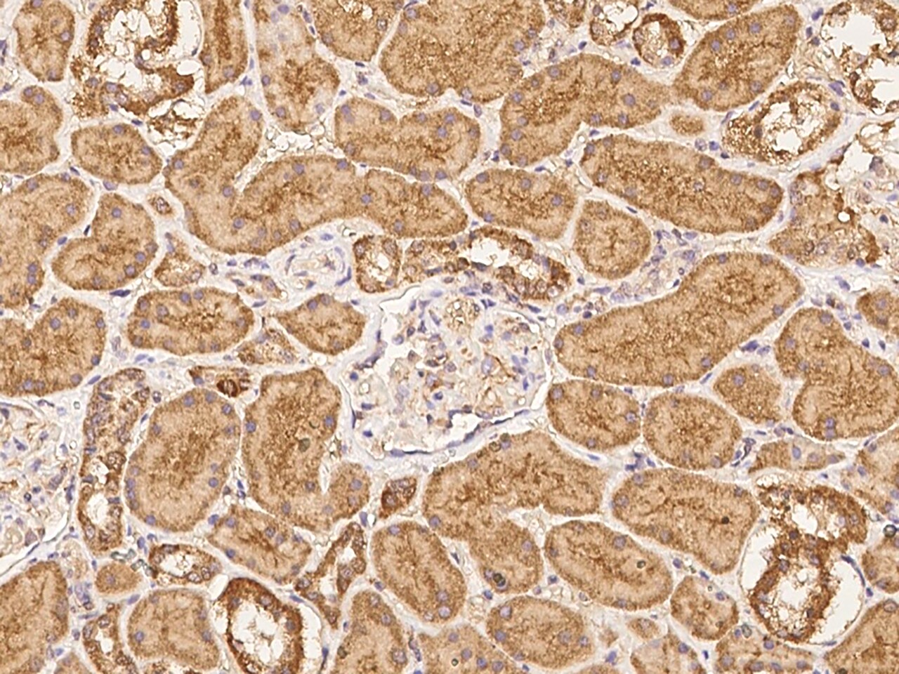 NAGPA Antibody - BSA Free