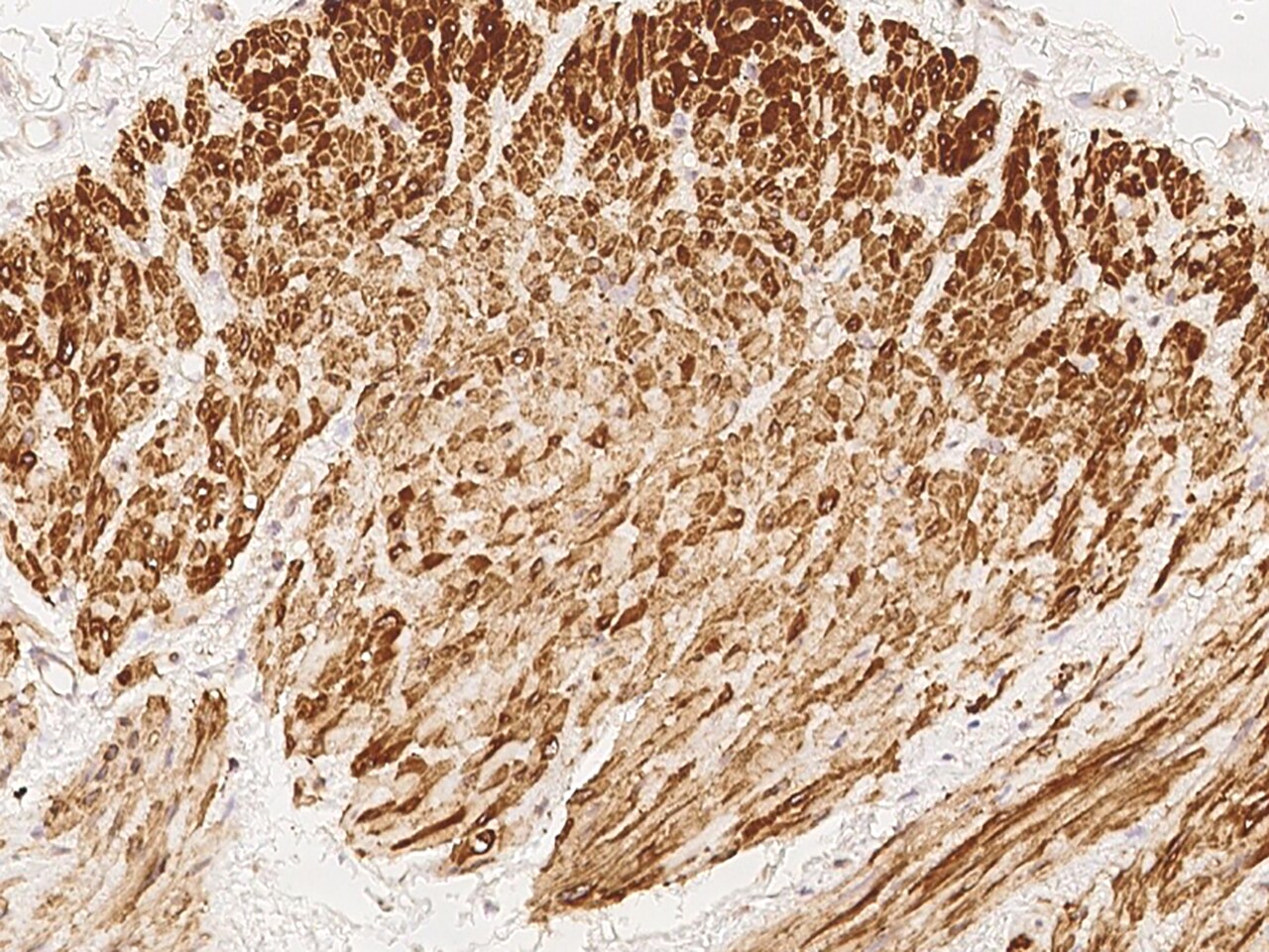 ENOX2 Antibody - BSA Free