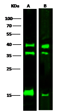 LMAN2 Antibody (02) - Azide and BSA Free