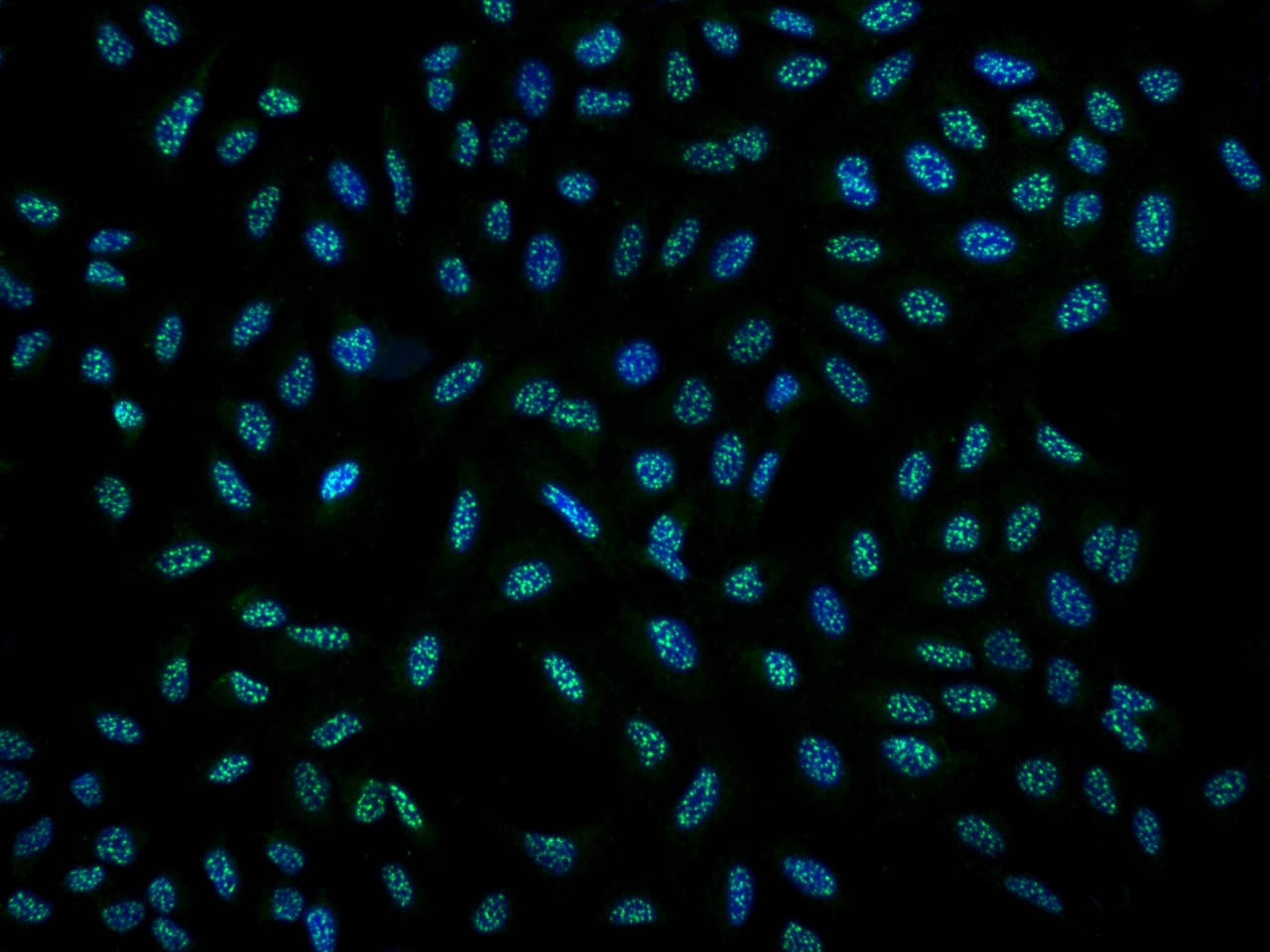 DRP2 Antibody - BSA Free