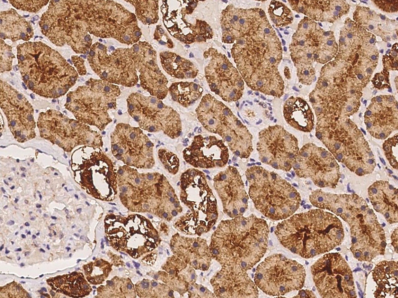 OR4K1 Antibody - BSA Free