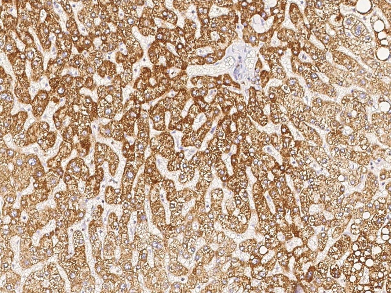 COX4-I1 Antibody - Azide and BSA Free