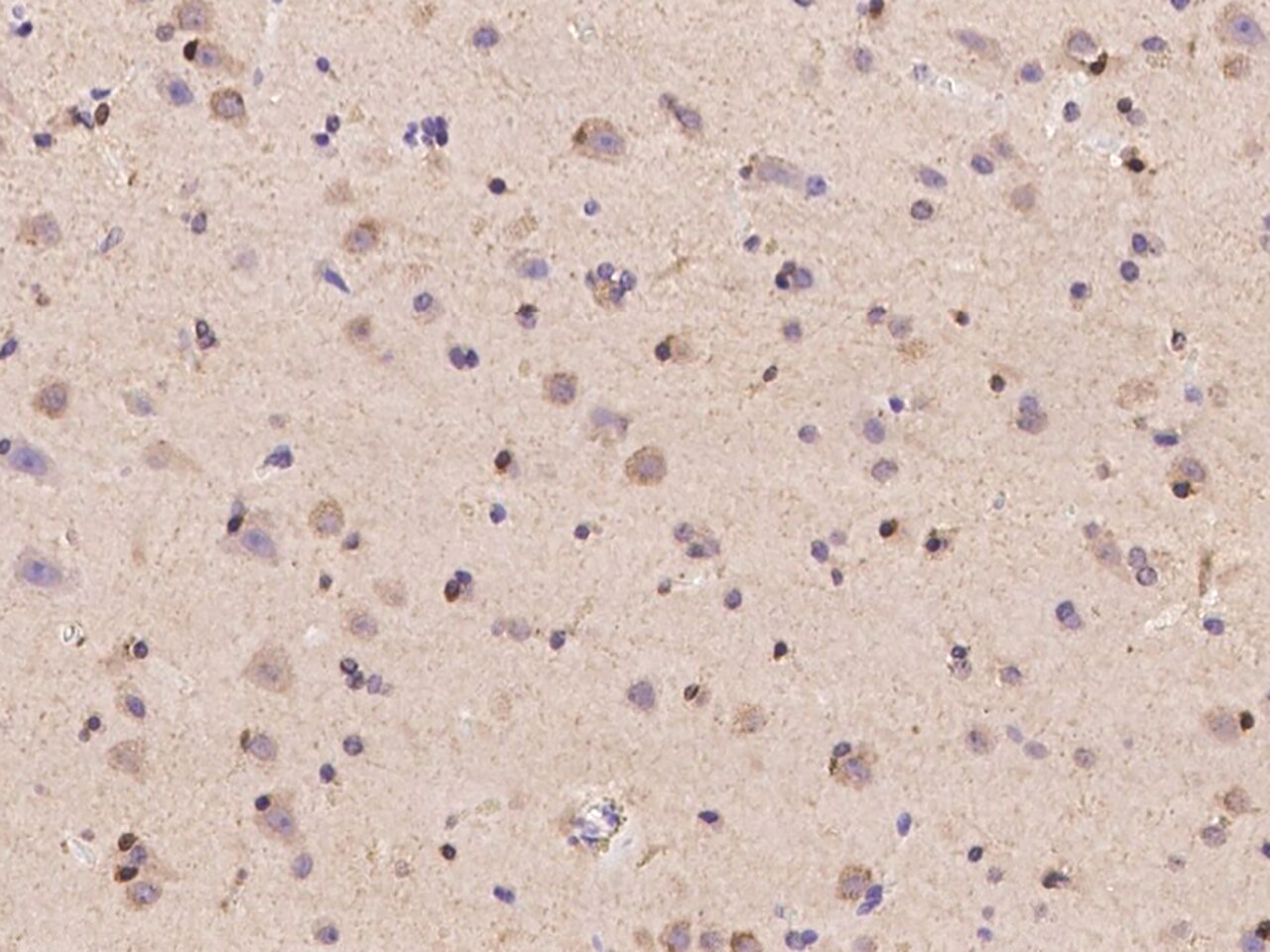 Neurexophilin 2 Antibody - BSA Free