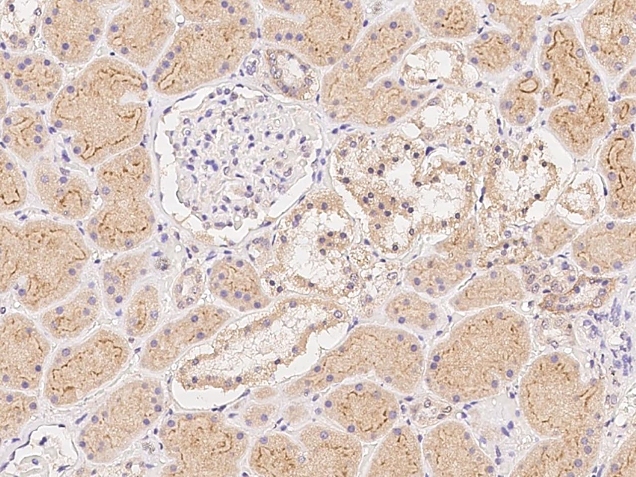 Neurexophilin 2 Antibody - BSA Free