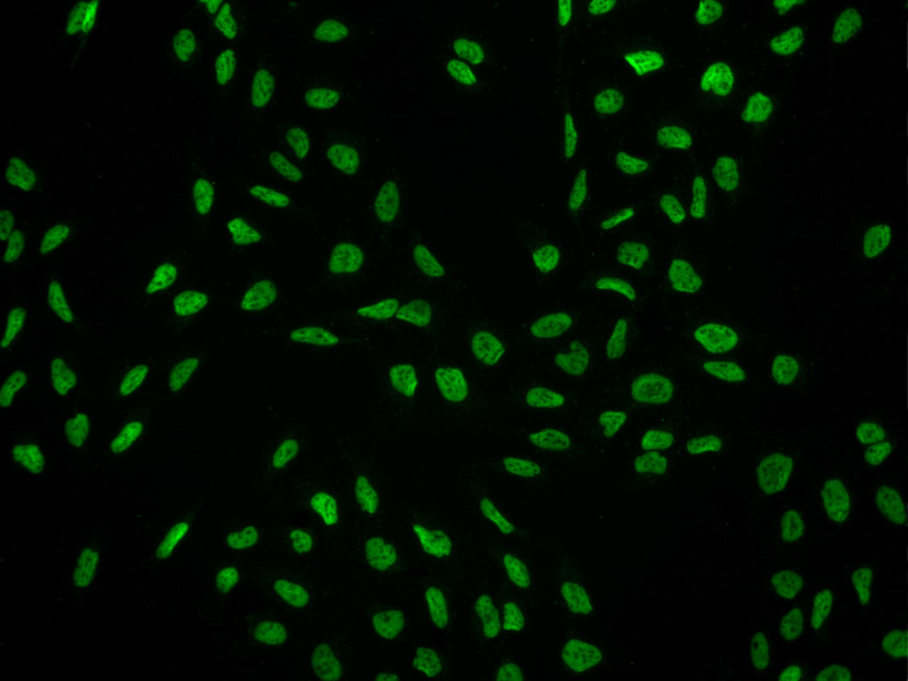 SCAF8/RBM16 Antibody - BSA Free