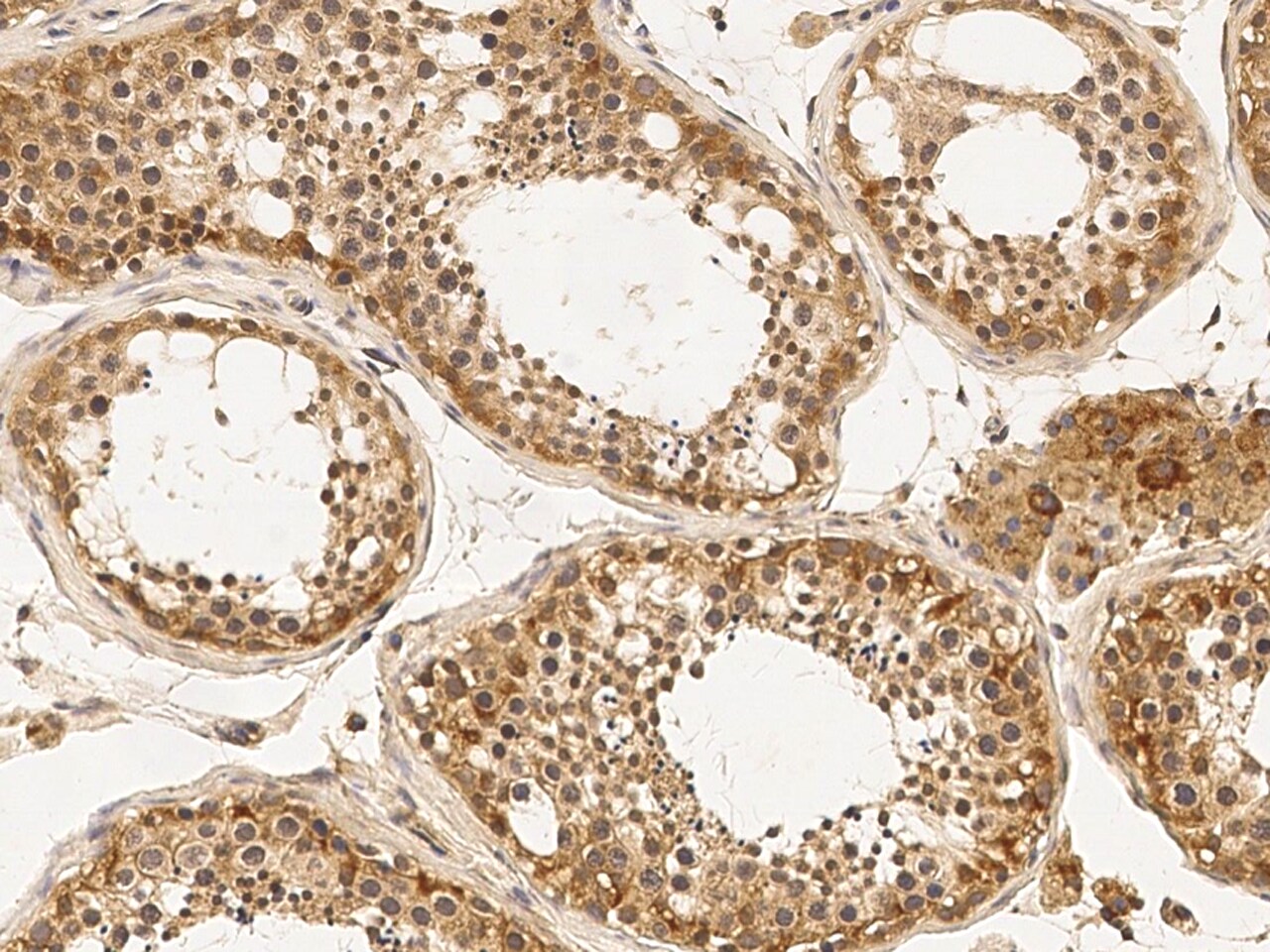 Argonaute 4 Antibody - Azide and BSA Free