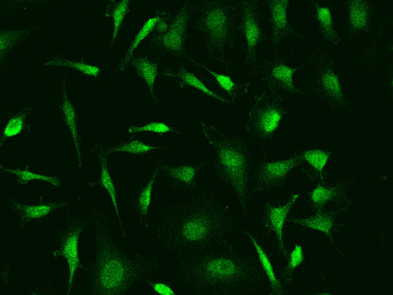NFkB1/NFkB p105 Antibody - BSA Free