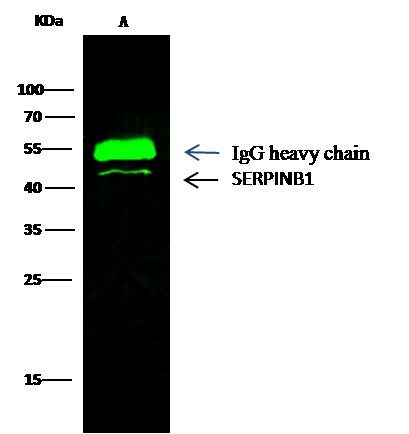 SERPINB1 Antibody (05) - Azide and BSA Free
