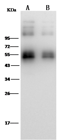 Zika Virus (SPH2015) NS1 Antibody (15) - Azide and BSA Free