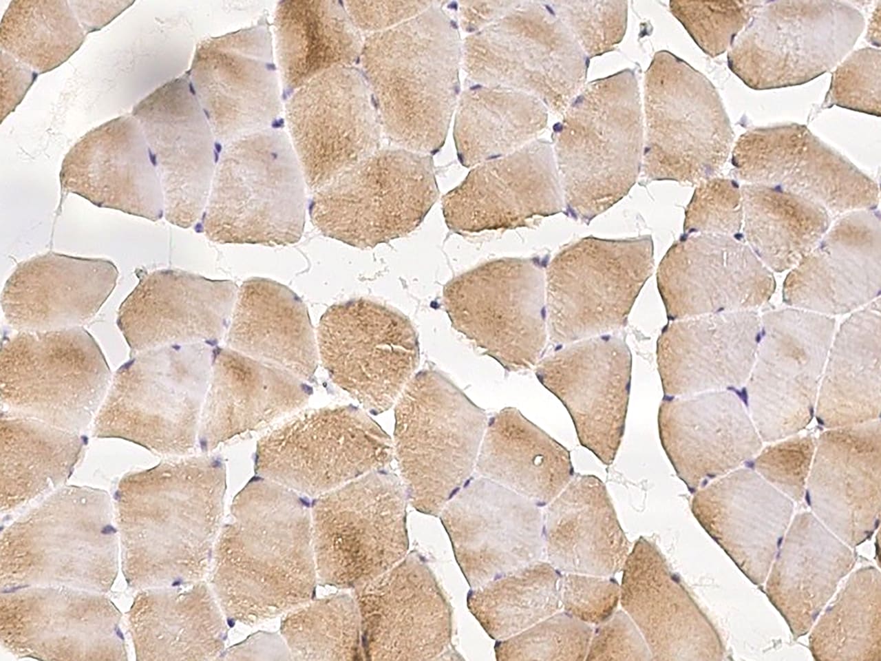 Proline-Rich Basic Protein 1 Antibody - BSA Free