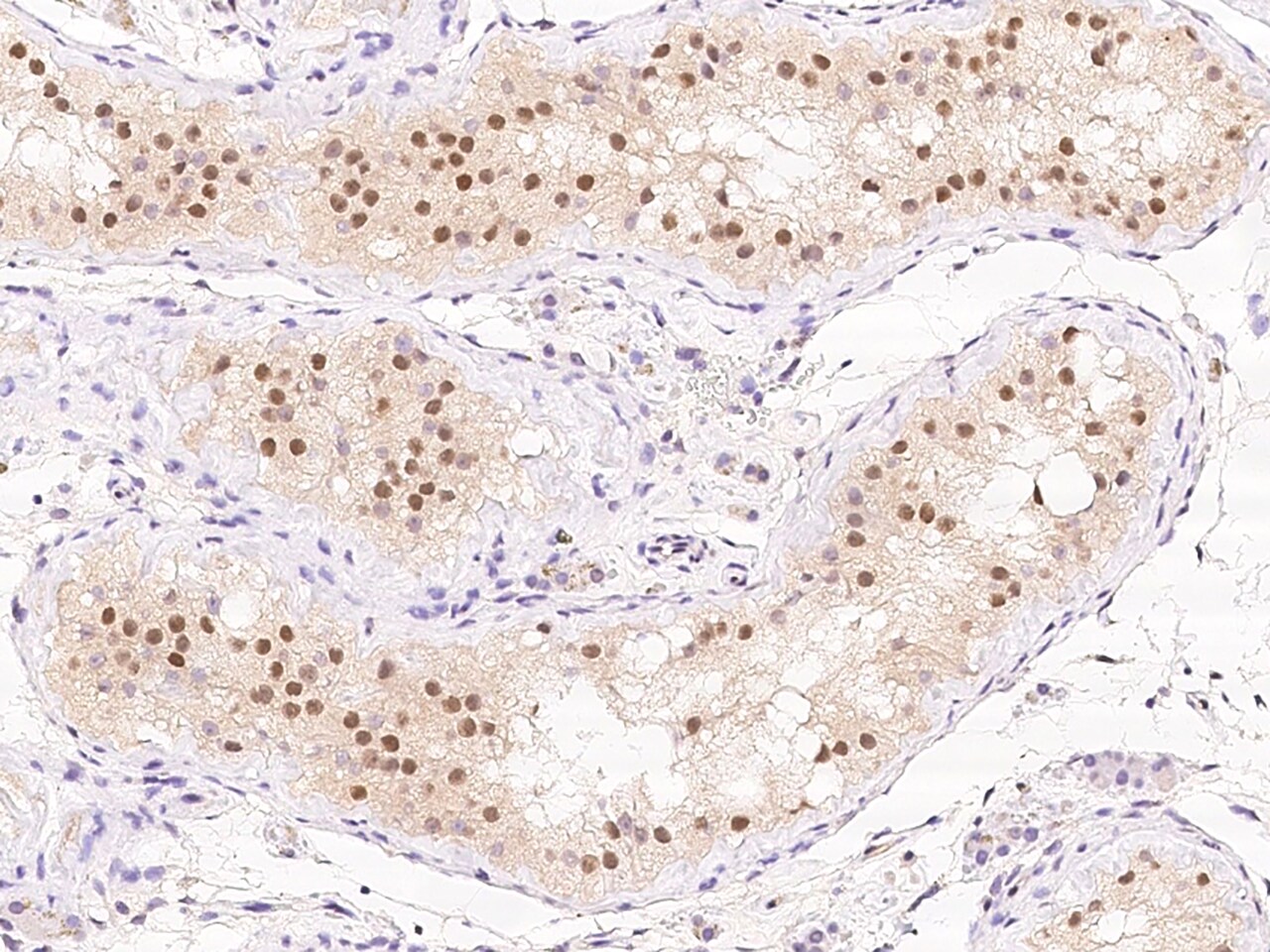 TSG-9 Antibody - BSA Free