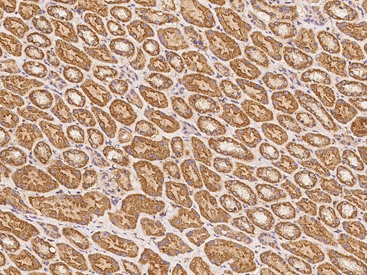 FAM188B Antibody - BSA Free