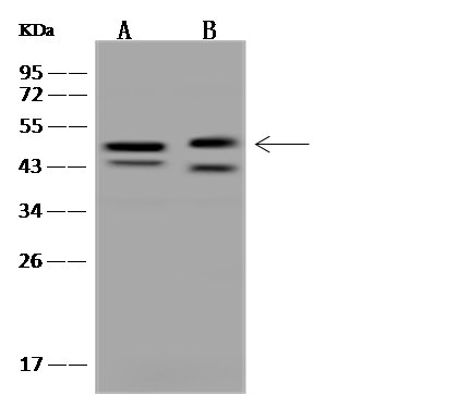CBWD1 Antibody - BSA Free