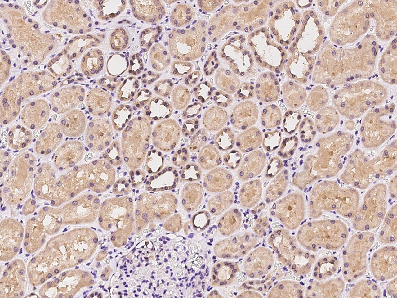 CBWD1 Antibody - BSA Free
