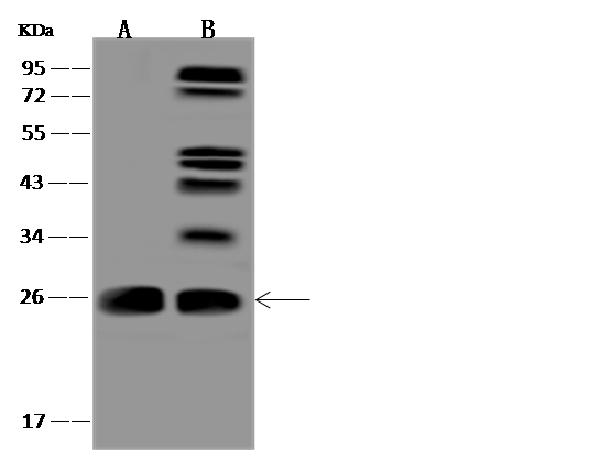 CCDC90B Antibody - BSA Free