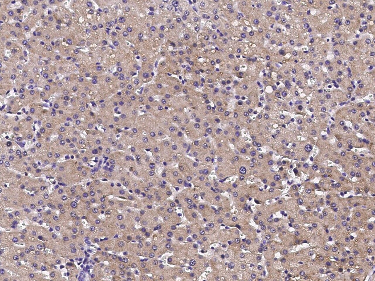 CXCL12/SDF-1 beta Antibody - Azide and BSA Free