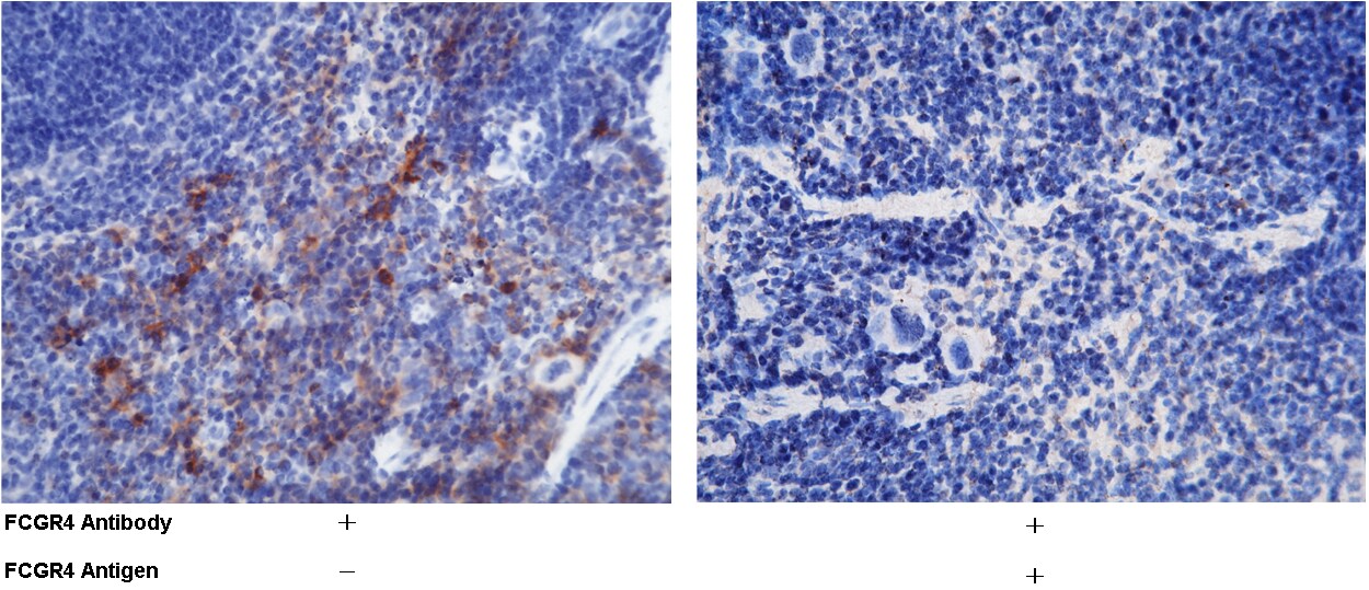 FcgR4/CD16-2 Antibody (011) - Azide and BSA Free