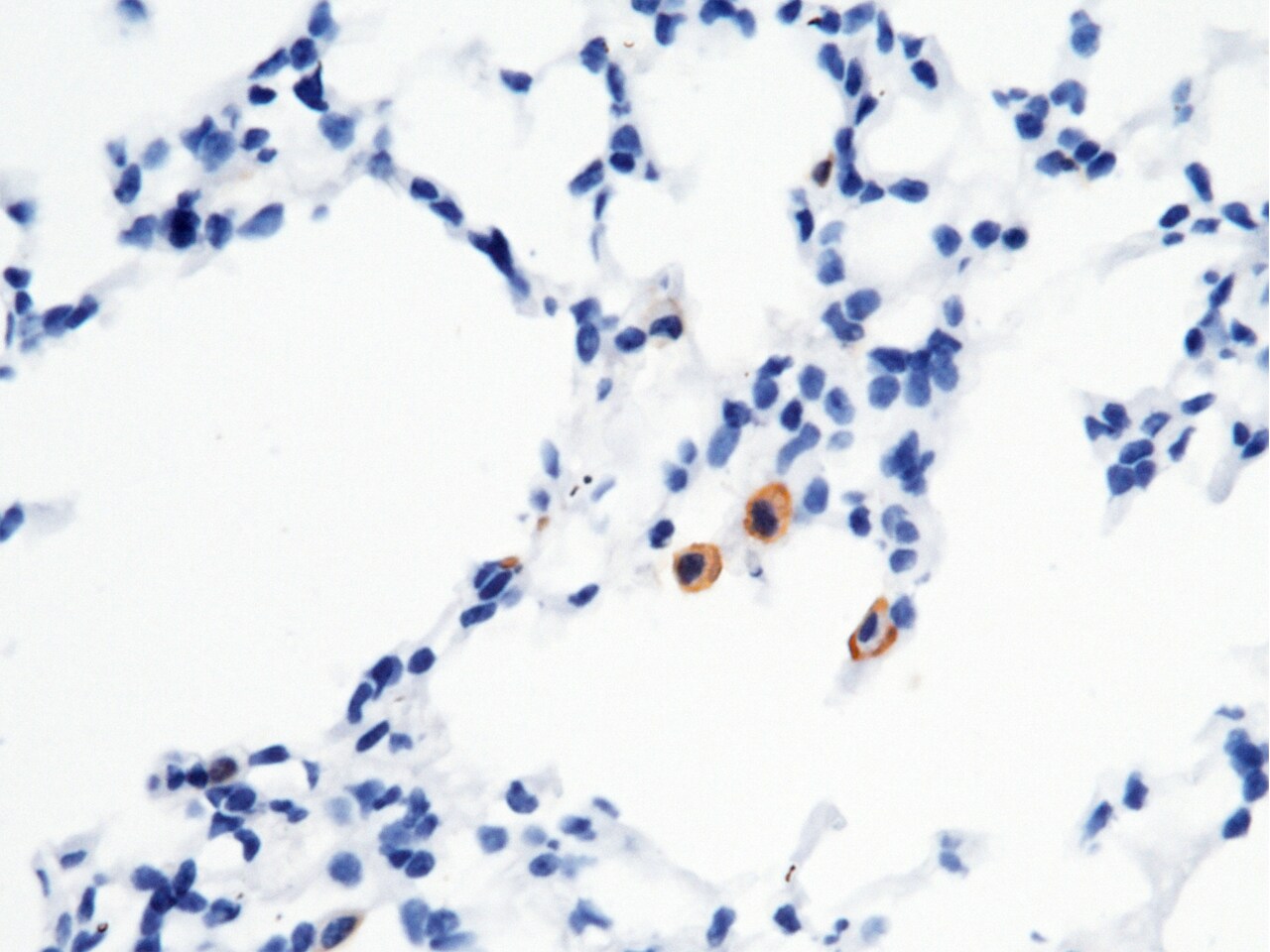 FcgR4/CD16-2 Antibody (011) - Azide and BSA Free