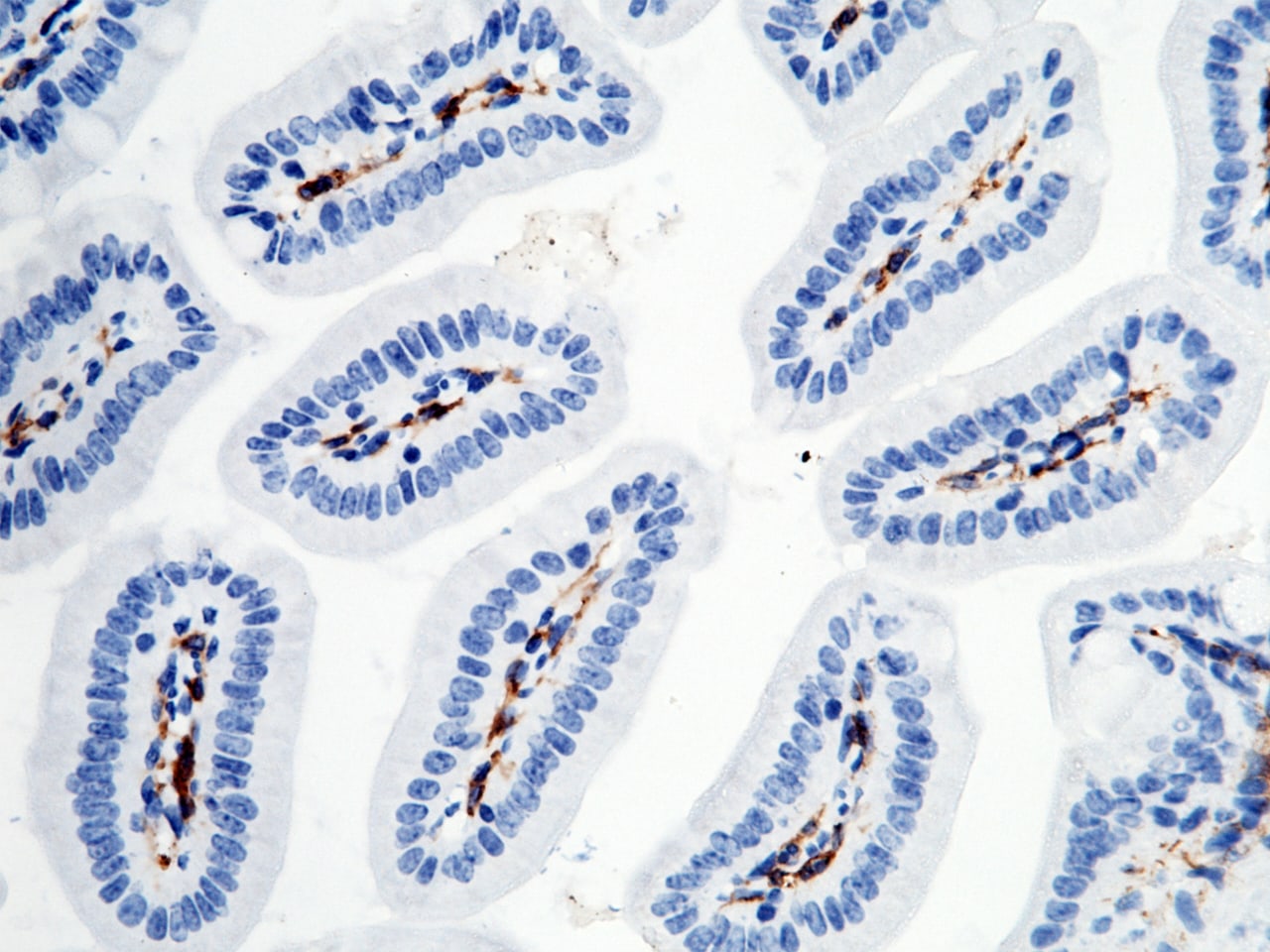 FcgR4/CD16-2 Antibody (011) - Azide and BSA Free