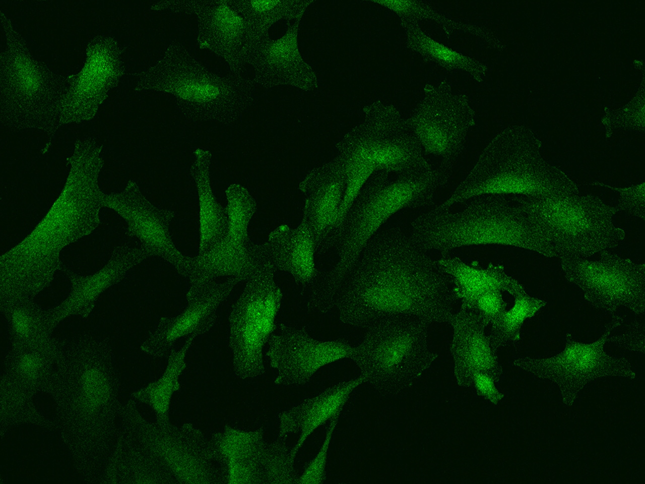 SGEF Antibody - BSA Free