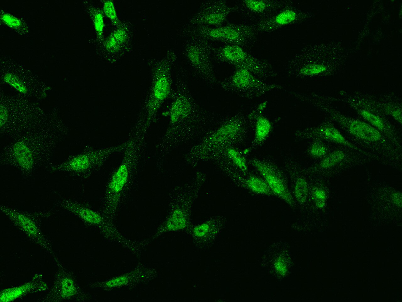 C9orf40 Antibody - BSA Free