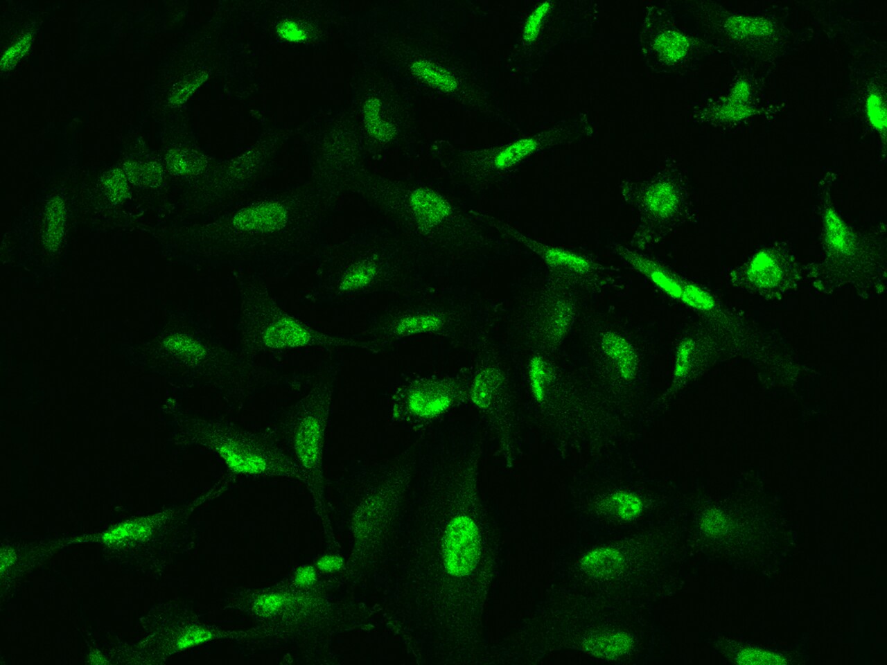 Phospholipase C delta 1 Antibody - BSA Free