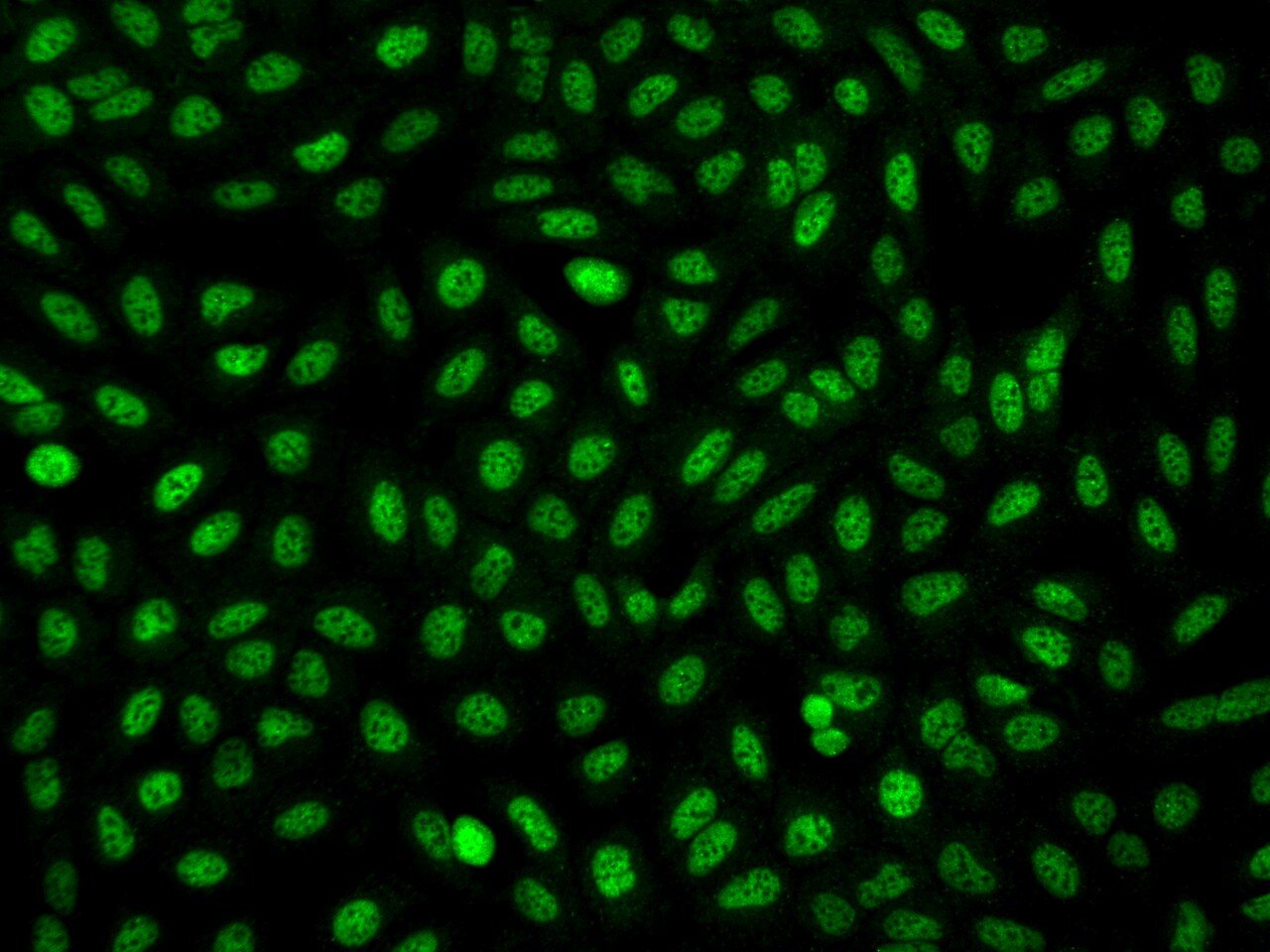 FAM212A Antibody - BSA Free