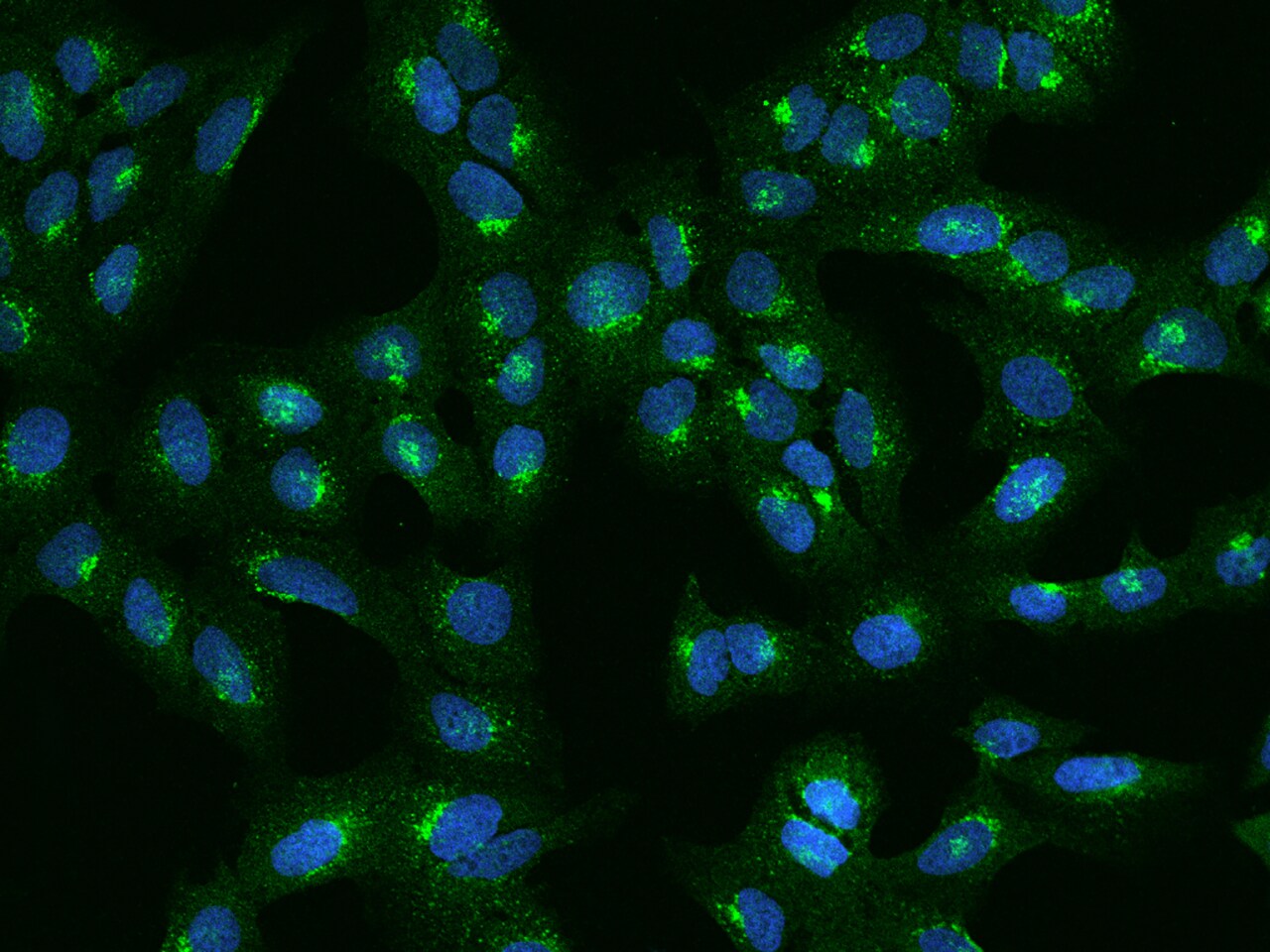 GGA3 Antibody - BSA Free