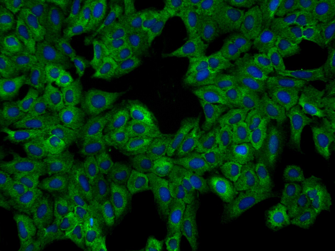 FAM43B Antibody - BSA Free