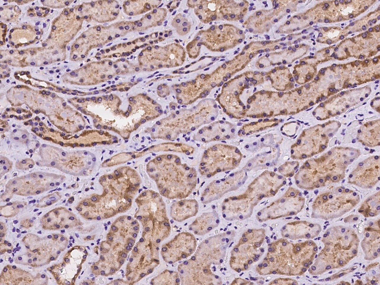 STX17 Antibody - BSA Free