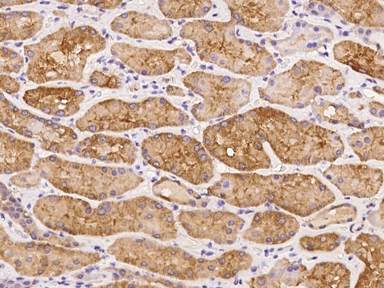 LIN7C Antibody - BSA Free