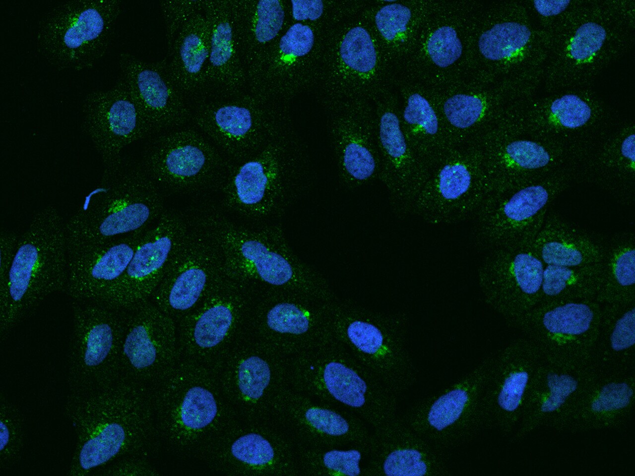 APBA3/Mint-3 Antibody - BSA Free