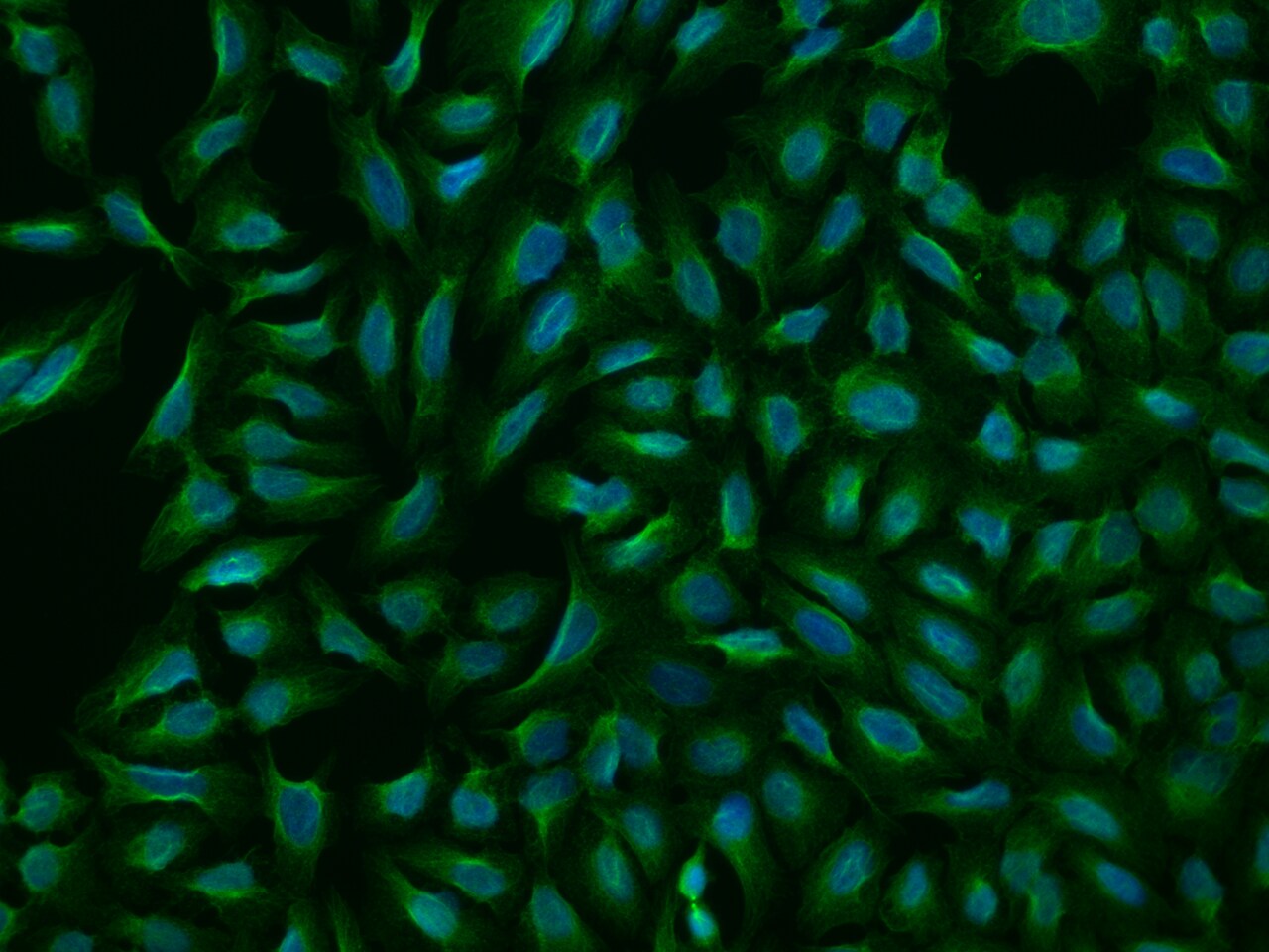 HKR2 Antibody - BSA Free