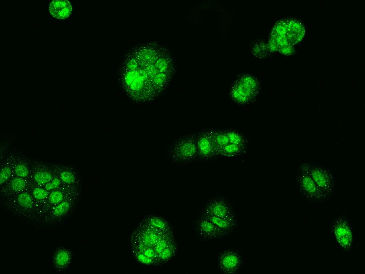 NMRAL1 Antibody - BSA Free