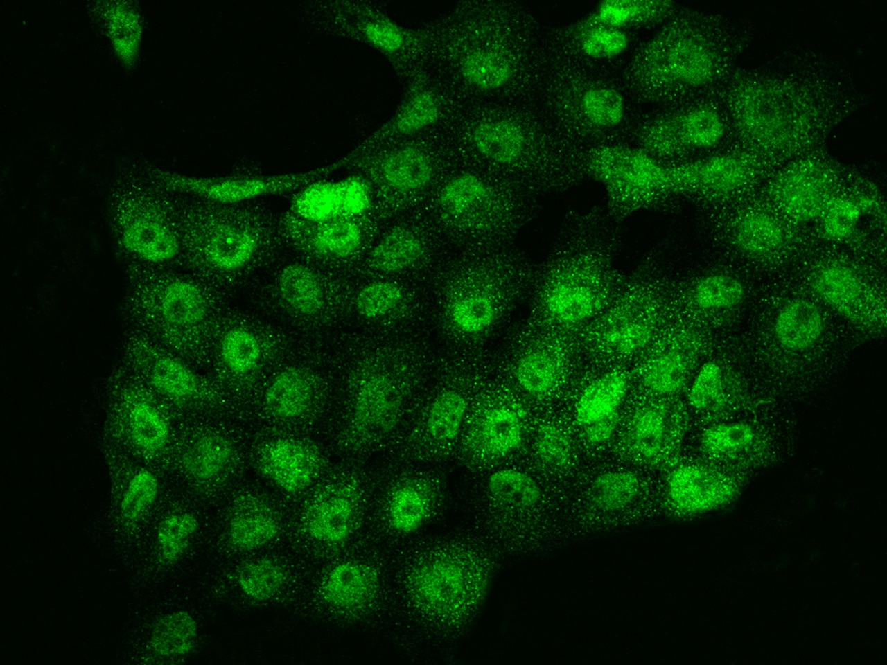 CLUAP1 Antibody - BSA Free
