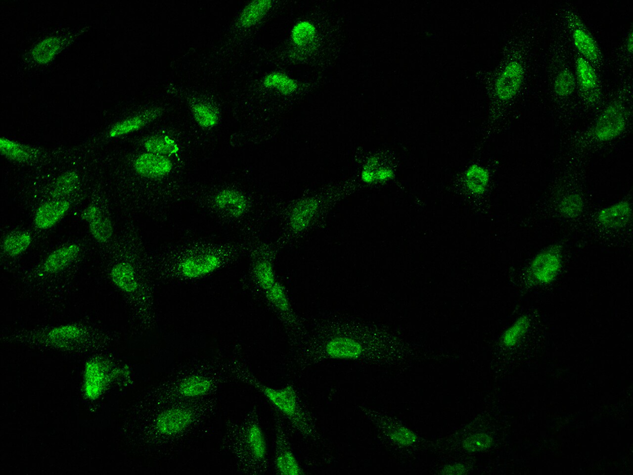 CCDC75 Antibody - BSA Free